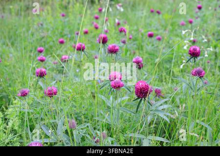 Fleurs de trèfle pourpre écarlate épanouies parmi les graminées sauvages dans une prairie estivale. Concept de champ de fleurs sauvages naturelles, de culture fourragère et de diversité botanique Banque D'Images