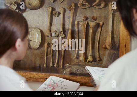 Deux étudiantes en médecine caucasiennes étudiant des restes squelettiques humains dans une vitrine de musée, prenant des notes. Image adaptée à l'enseignement de l'anatomie et aux supports marketing universitaires Banque D'Images