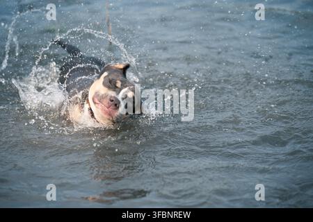 Style de vie actif pour chiens, mouvement musculaire impressionnant et concept de loisirs pour animaux en plein air. Chien American Bully secouant l'eau dans un lac. Banque D'Images