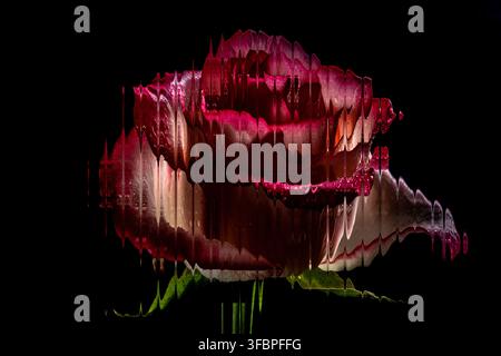 Photo macro d'une rose sombre vue à travers un verre nervuré déformé sur un fond noir foncé, art floral abstrait, photo créative de réfraction du verre Banque D'Images