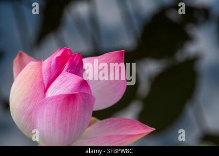 Grossissement d'un bouton de lotus rose commençant tout juste à s'épanouir, avec des pétales délicats brillant contre un fond sombre et flou d'ombres de feuilles de lotus dans un environnement serein Banque D'Images