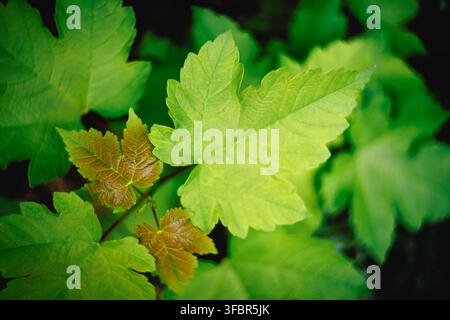 Un cliché macro de dessus mettant en valeur des feuilles d'érable vert vif sur une branche, avec de petites jeunes pousses brun-rouge émergeant au milieu d'un feuillage luxuriant sous le soleil Banque D'Images