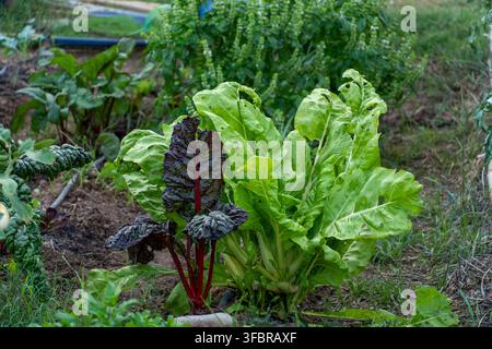 Un bouquet de laitue verte et d'épinards rouges poussant dans un jardin. La laitue est à gauche et les épinards à droite Banque D'Images