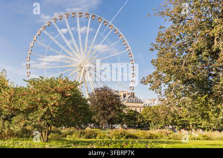 PARIS, FRANCE - 20 JUIN 2026 : Grande roue géante s'élevant derrière des arbres verts luxuriants dans le jardin des Tuileries à Paris. Banque D'Images