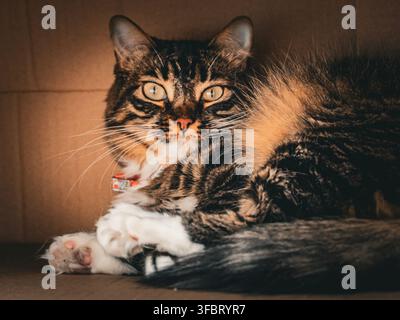 Chat domestique tigré brun avec des pattes blanches couché à l'intérieur et regardant directement l'appareil photo. Banque D'Images