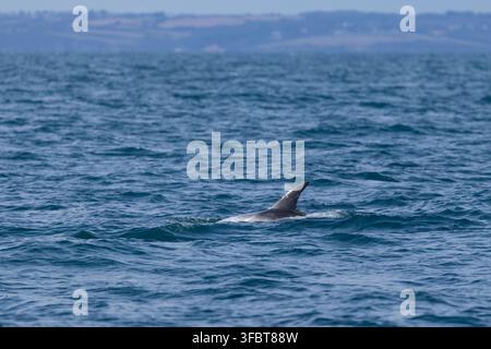 Dauphin de Risso Grampus griseus, nageant, baie de Falmouth, Cornouailles, Royaume-Uni, août Banque D'Images