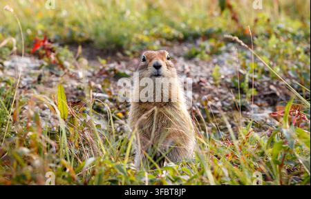 Écureuil terrestre de Béringie Urocitellus parryii sur une prairie de toundra, Tchoukotka, Russie Banque D'Images