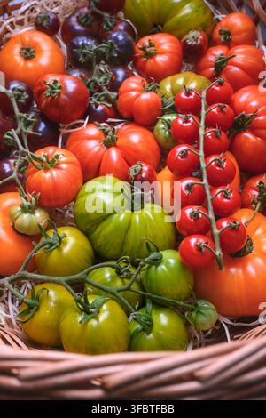 Panier rempli de tomates anciennes et cerises variées. Abondance de récolte saisonnière, ingrédients végétariens naturels Banque D'Images