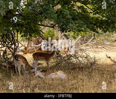 Troupeau de cerfs dans l'ombre d'une clairière boisée sous des arbres feuillus à Dyrham Park Banque D'Images