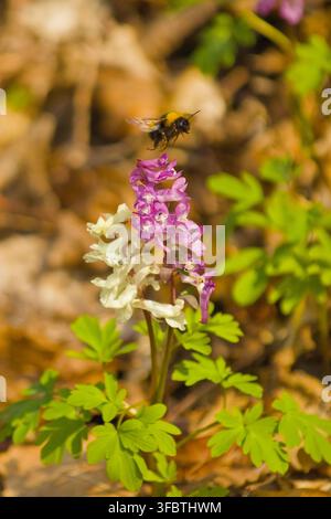 Bourdon (Bombus sp.) visitant des fleurs roses et blanches de Daphne mezereum dans un cadre naturel de forêt printanière Banque D'Images