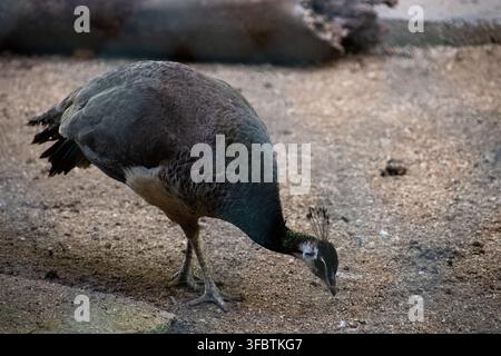 Paonne femelle marchant et picorant au sol au zoo de Ciego de Avila, Cuba, en août 2026 Banque D'Images