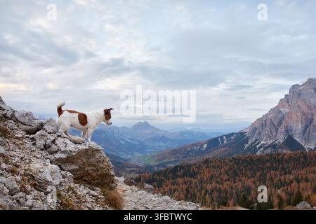 Jack Russell Terrier se tient sur des rochers pâles surplombant un vaste paysage alpin. Forêt colorée, vallée lointaine et pics escarpés illustrent un voyage pittoresque Banque D'Images