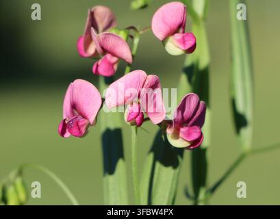 Pois éternel à feuilles étroites (Lathyrus sylvestris) Banque D'Images