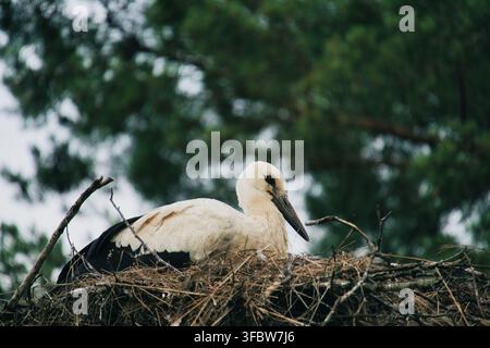 Cigogne blanche nichant dans un grand nid naturel fait de brindilles Banque D'Images