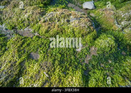 Vue rapprochée de rochers couverts d'algues sur la plage de Hannafore à Cornwall, Royaume-Uni. Les algues vertes luxuriantes s'accrochent au rocher texturé. Banque D'Images