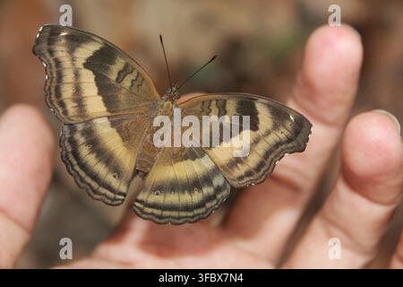 Le papillon Chocolate Pansy est posé sur des doigts humains avec des ailes blanches déployées. Papillons Junonia iphita de Java oriental, Indonésie. Banque D'Images