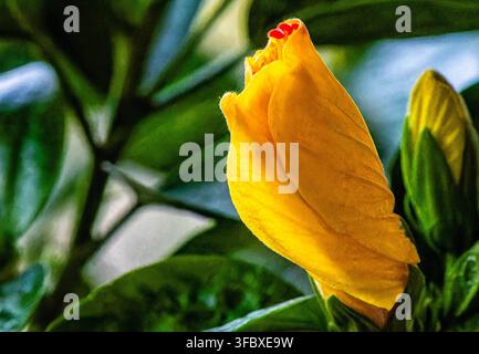 Une inflorescence ou bractée jaune en développement d'une plante aux crevettes dorées (Pachystachys lutea), également communément appelée plante lollipop. Banque D'Images