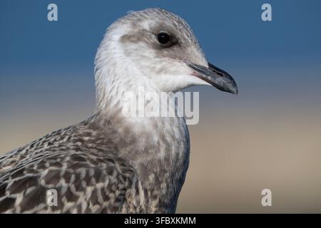 Mouette argentée juvénile, Larus argentatus, portrait rapproché d'un oiseau volant, côte de Scarborough, Angleterre, Royaume-Uni, Îles Britanniques. Banque D'Images
