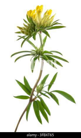 Fleurs communes de kidneyvetch isolées sur fond blanc Banque D'Images