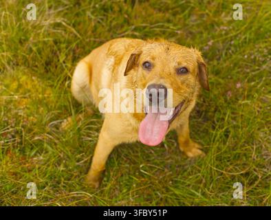 Labrador Fox Red assis Banque D'Images