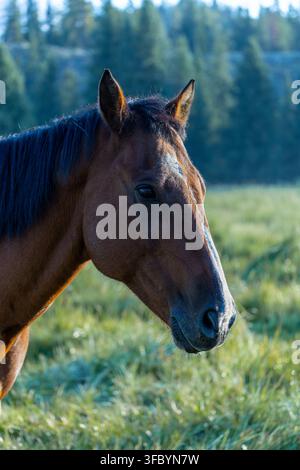 Portrait rapproché d'un cheval domestique brun (Equus caballus) dans une prairie montagneuse luxuriante sous une douce lumière matinale. Banque D'Images