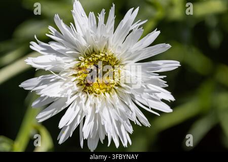 Abeille solitaire (Anthophila) collectant du pollen sur une fleur d'aster blanc vibrante (Symphyotrichum) macro. Banque D'Images