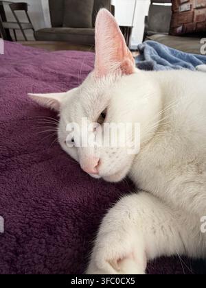 Nos chats blancs purs sont étendus sur le dos sur une couverture sur le canapé, complètement confiants avec leur ventre exposé Banque D'Images