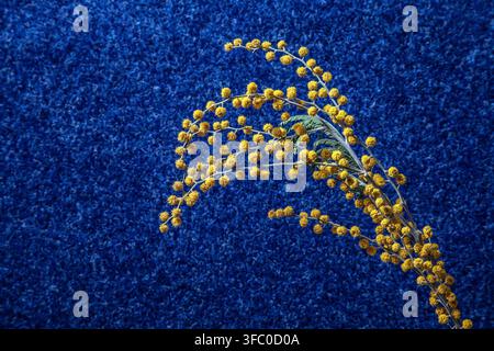 Une fleur de mimosa sèche sur un fond bleu. Banque D'Images
