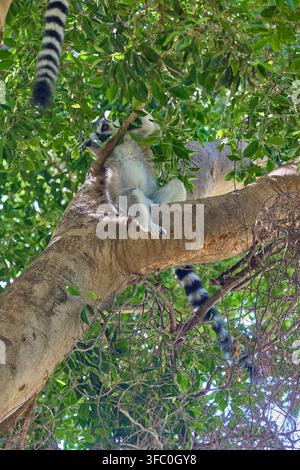Lémur à queue annulée reposant sur une branche d'arbre dans une forêt tropicale. Banque D'Images