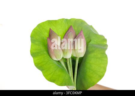 Trois bourgeons de lotus roses sur une feuille verte isolés sur fond blanc. Banque D'Images