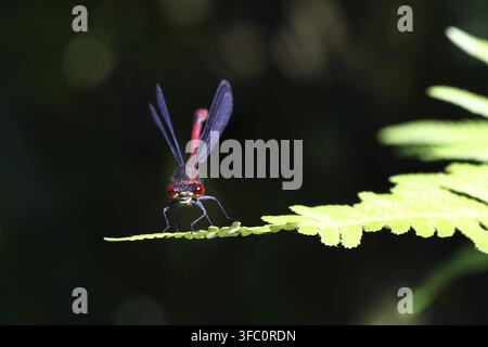 Grande demoiselle rouge (Pyrrhosoma nymphula), sur une feuille près d'un étang dans un jardin, regardant vers l'appareil photo, fond sombre, Wilnsdorf, Rhénanie-du-Nord-Westphalie Banque D'Images