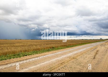 Un vaste champ de blé doré s'étend vers l'horizon sous des nuages d'orage dramatiques qui s'accumulent dans le ciel. Banque D'Images