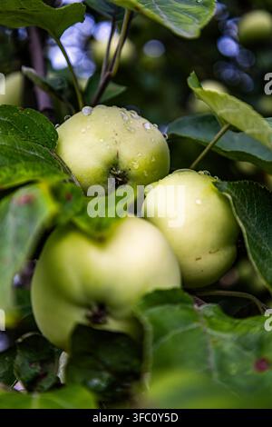 Grossissement de pommes vertes couvertes de gouttes de pluie suspendues à une branche feuillue. L'image symbolise la fraîcheur, la croissance organique et une alimentation saine. Banque D'Images