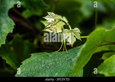 Close up d'un jeune rameau de vigne délicat avec des vrilles enroulées et de nouvelles feuilles tendres. Banque D'Images