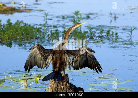 Cormoran (Phalacrocorax carbo), Territoire du Nord, Australie | Grand Cormoran (Phalacrocorax carbo), Territoire du Nord, Australie Banque D'Images