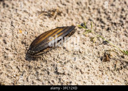 Close-up détaillé d'une coquille de moule d'eau douce reposant sur une berge sablonneuse texturée sous un soleil éclatant. Motifs naturels forts Banque D'Images