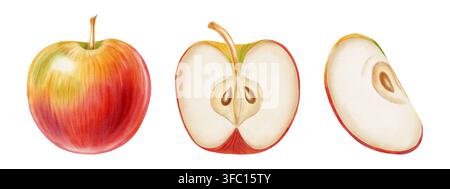 Ensemble d'illustrations à l'aquarelle représentant trois pommes rouges et jaunes, vues sous différents angles, sur fond blanc. Parfait pour logo de produit, m Banque D'Images