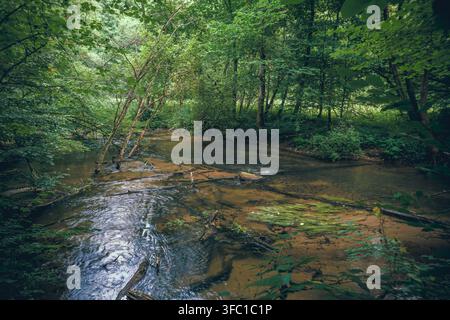 Une rivière forestière sereine coule doucement à travers un paysage verdoyant, avec une eau claire révélant un fond sablonneux et des branches submergées. Des arbres verts luxuriants et u Banque D'Images