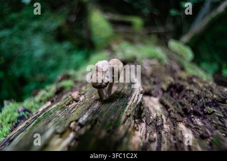 Une photographie en gros plan capturant deux petits champignons bruns émergeant de la surface texturée et couverte de mousse d'une souche en décomposition. Le cadre est un verdoyant Banque D'Images