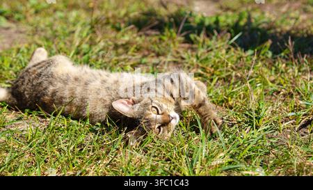 Mignon petit chat tigré roulant et s'étirant joyeusement sur une pelouse en herbe à l'extérieur par une journée ensoleillée et lumineuse. Portrait en gros plan d'un animal de compagnie détendu jouant dans la nature Banque D'Images
