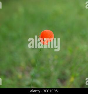 Une seule fleur de coquelicot rouge se dresse haute et vibrante contre un fond légèrement flou de différentes nuances de vert. La faible profondeur de champ isole Banque D'Images