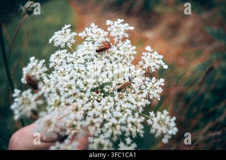 Un plan rapproché détaillé capturant deux insectes, probablement des scarabées, reposant sur un groupe de petites fleurs sauvages blanches. Les éléments en premier plan sont nets Banque D'Images