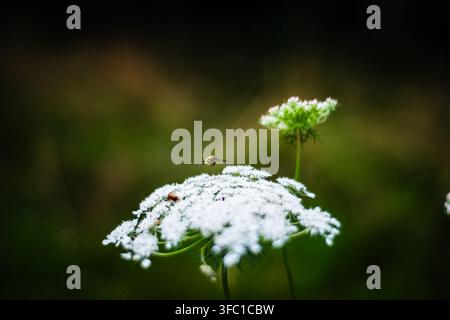 Une mouche à abeille, ressemblant à une abeille avec un long rostre, plane délicatement au-dessus d'un groupe de fleurs sauvages blanches. La faible profondeur de champ isole le sous Banque D'Images