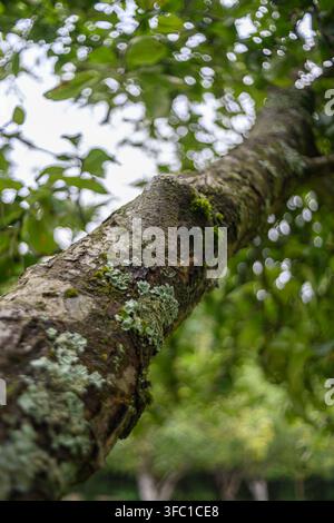 Un plan rapproché orienté vers le haut d’un tronc d’arbre, révélant une écorce texturée ornée de mousse verte vibrante et de lichen de teinte claire. Le fond est un Banque D'Images