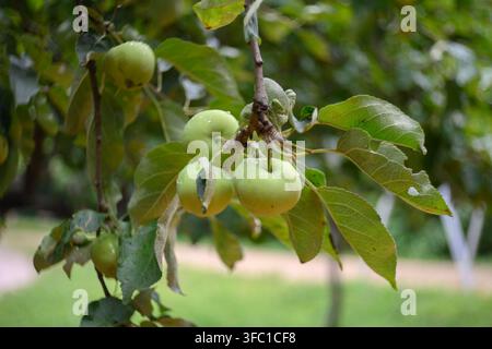 Gross plan de plusieurs pommes vertes immatures recouvertes de minuscules gouttelettes d'eau, indiquant la rosée matinale ou une pluie récente, suspendues à une branche d'arbre. La le Banque D'Images