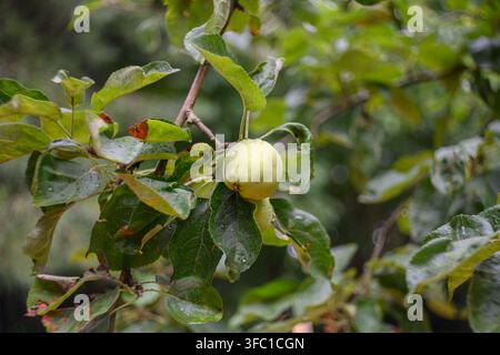 Close-up d'une pomme verte unique couverte de gouttes de rosée scintillantes, suspendue à une branche d'un pommier. Les feuilles environnantes sont d'un vert vif, si Banque D'Images