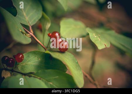Une photographie en gros plan capture des baies rouge vif poussant sur une tige de plante feuillue verte. Les baies sont le sujet principal, avec un arrière-plan flou doux Banque D'Images