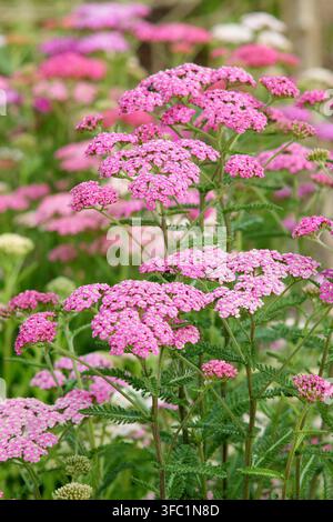 Mélange de fleurs dAchillée Colorado dans un jardin dété Banque D'Images