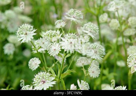 Fleurs blanches d'Astrantia major Alba masterwort affichant des ombelles en forme de coussin épinglé caractéristiques Banque D'Images