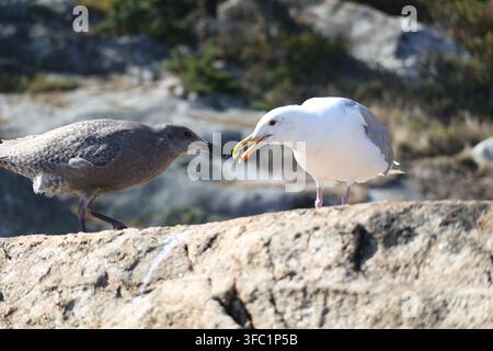 gros plan d'une mouette mangeant une étoile de mer violette, portrait de la faune marine sur fond sombre Banque D'Images